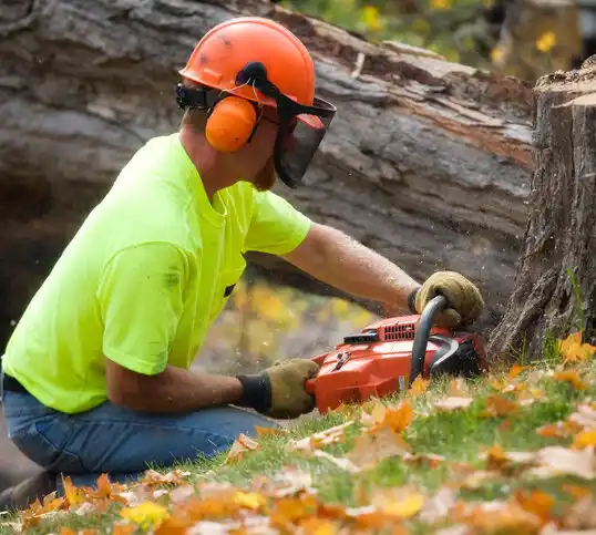 tree services Atlanta